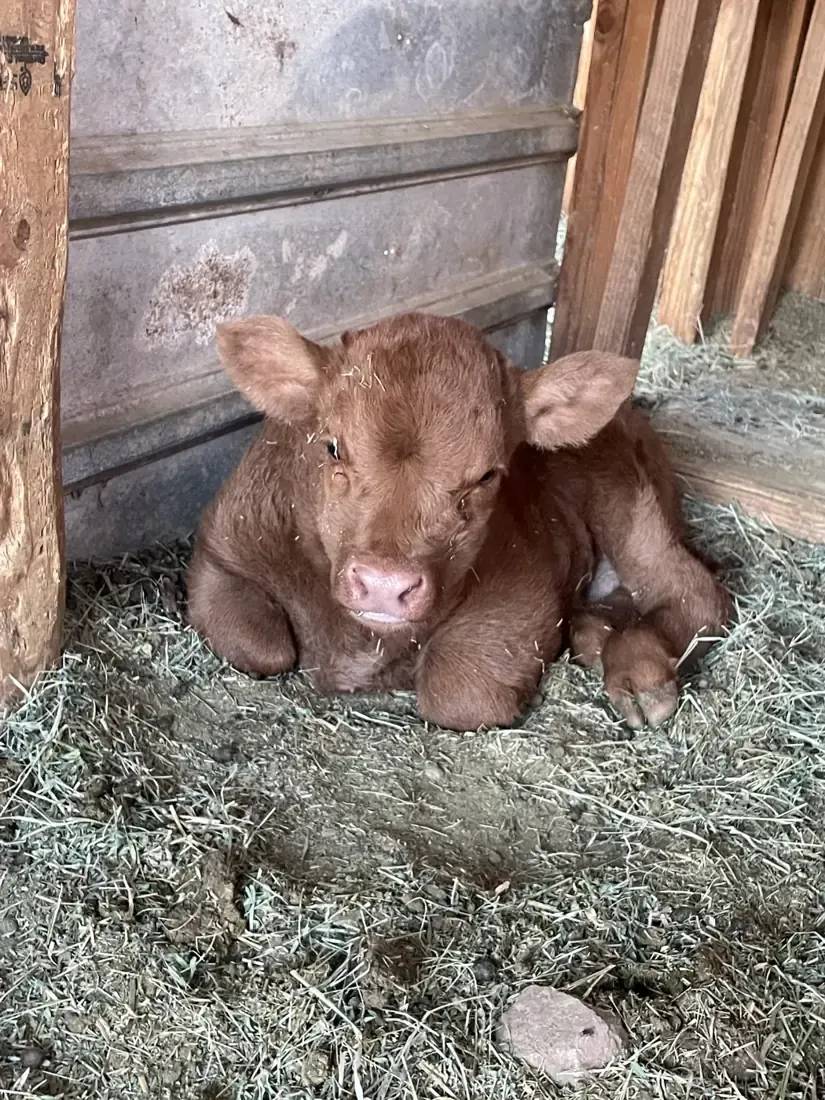 A calf resting in the hay