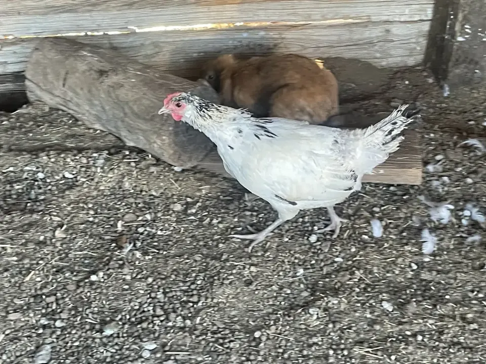 A white hen in the barn